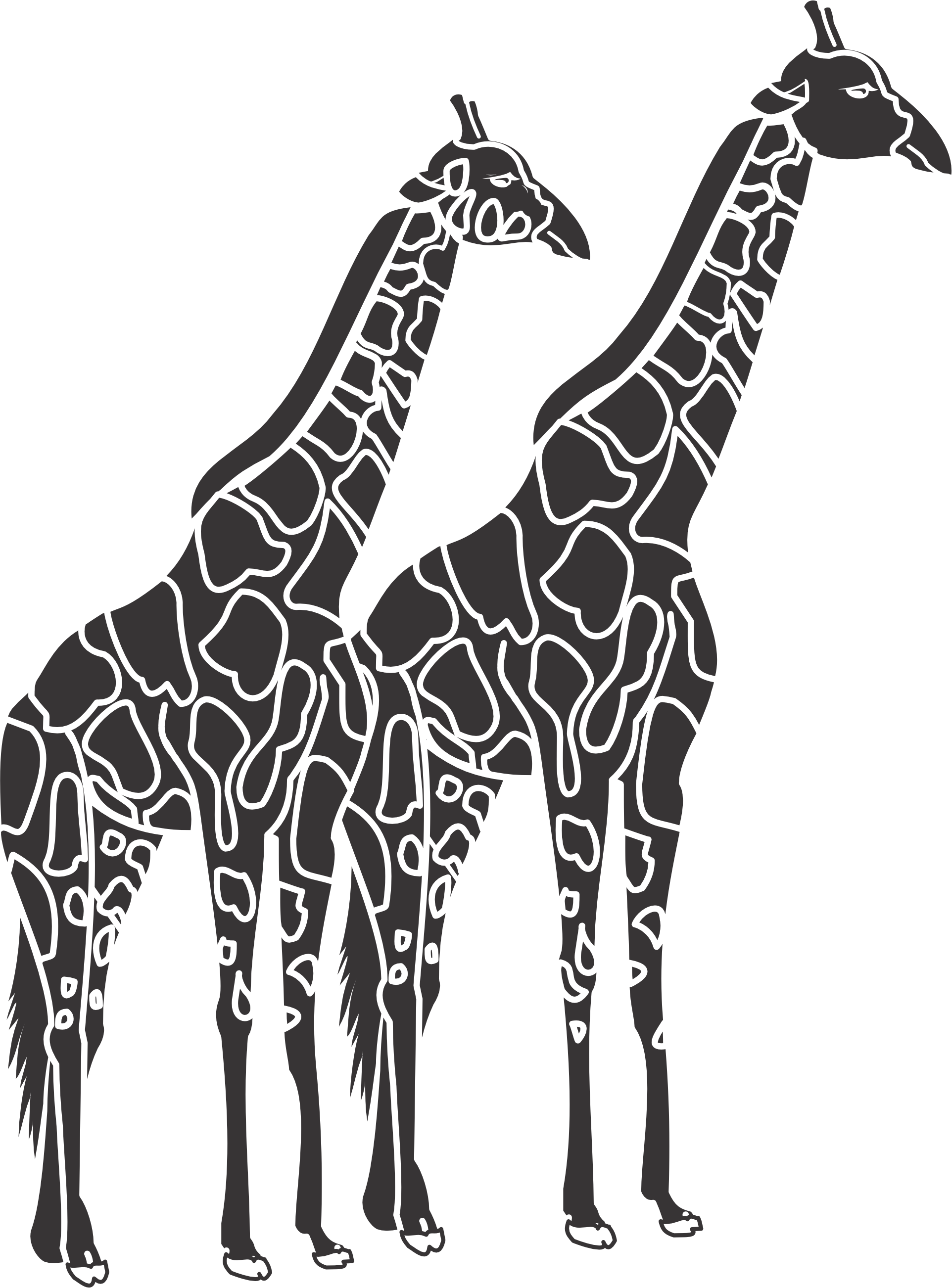 Giraffes